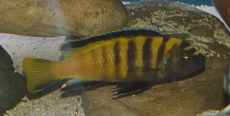 Chindongo flavus 'Chinyankwazi Island'